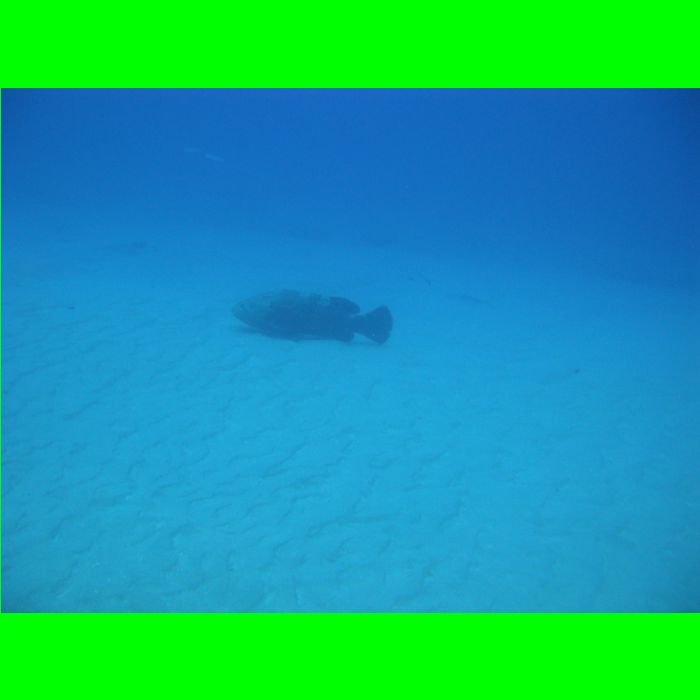 Dive WP Wrecks 25-Oct-09_355.JPG